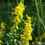 1200px-Genista_germanica_sl2