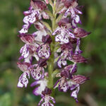 1200px-Lady_orchid_Orchis_purpurea_inflorescence