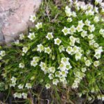 1200px-Minuartia_gerardii