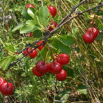1200px-Prunus_fruticosa_(Zwerg-Weichsel)_IMG_2187