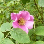 1200px-Rosa_majalis_OM20