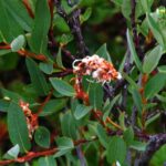 1200px-Salix_myrtilloides
