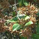 12138-Uncaria_guianensis-Cacuri