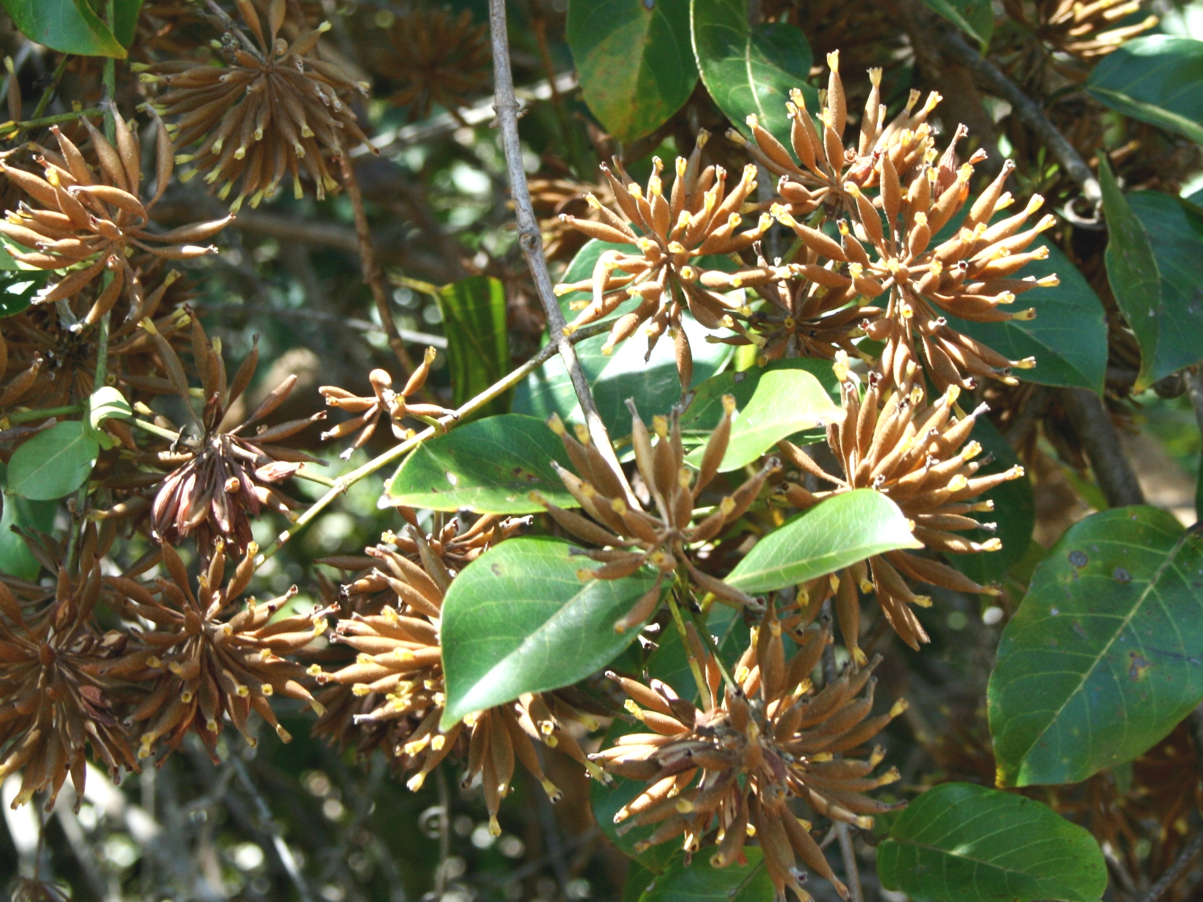 Uncaria