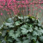 Dlužicha 123569_rex-pepper.jpg