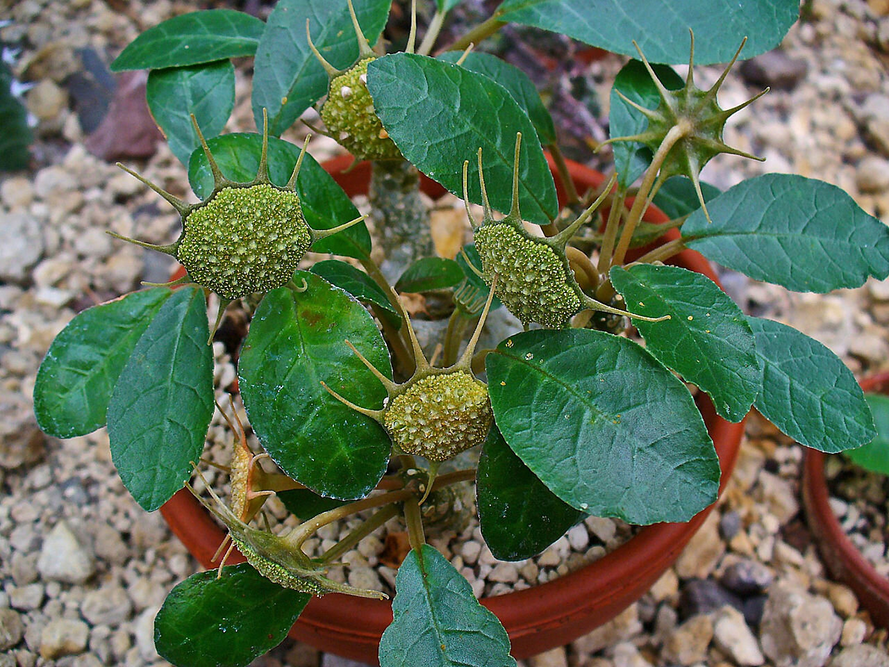 Dorstenia