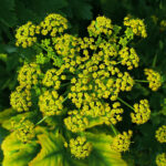 1280px-Pastinaca_sativa_002