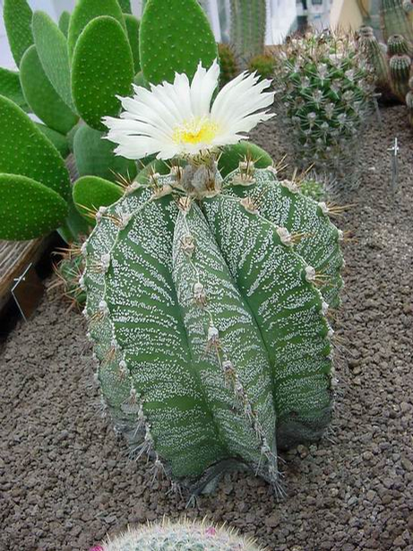 Astrophylum ornatum