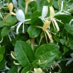 1459_zimolez-japonsky-lonicera-japonica-10-semen-.jpg