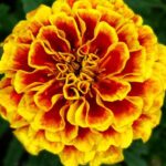 Aksamitník 15254236994