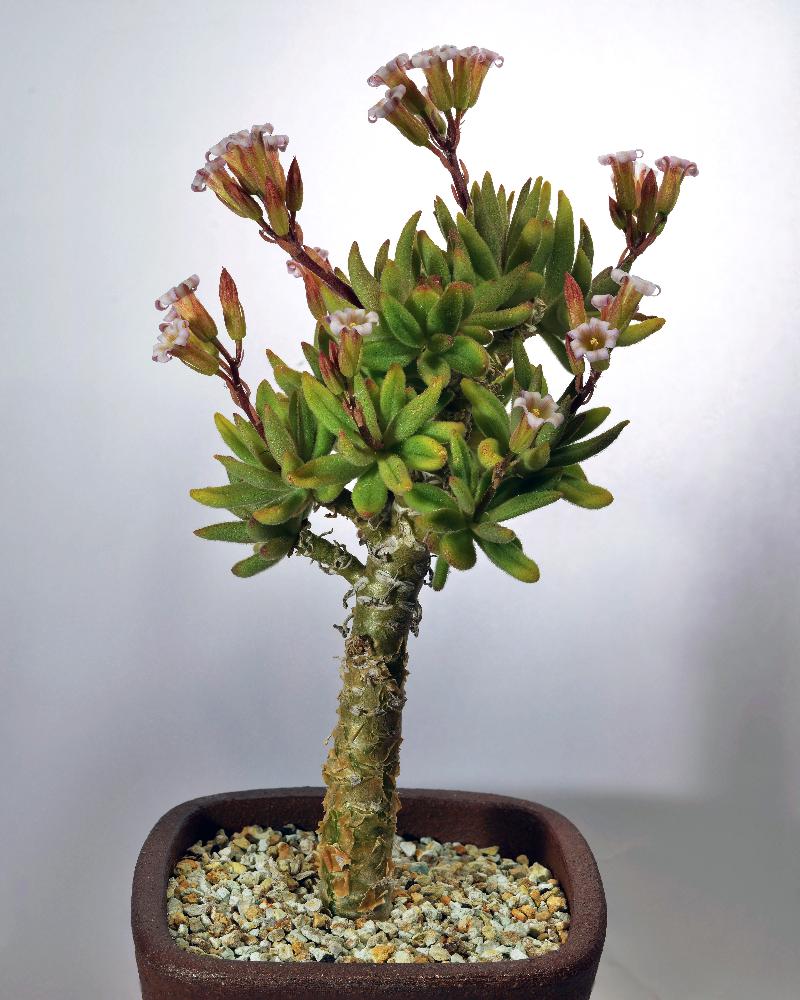 Tylecodon
