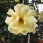 154024729936658458.jpeg