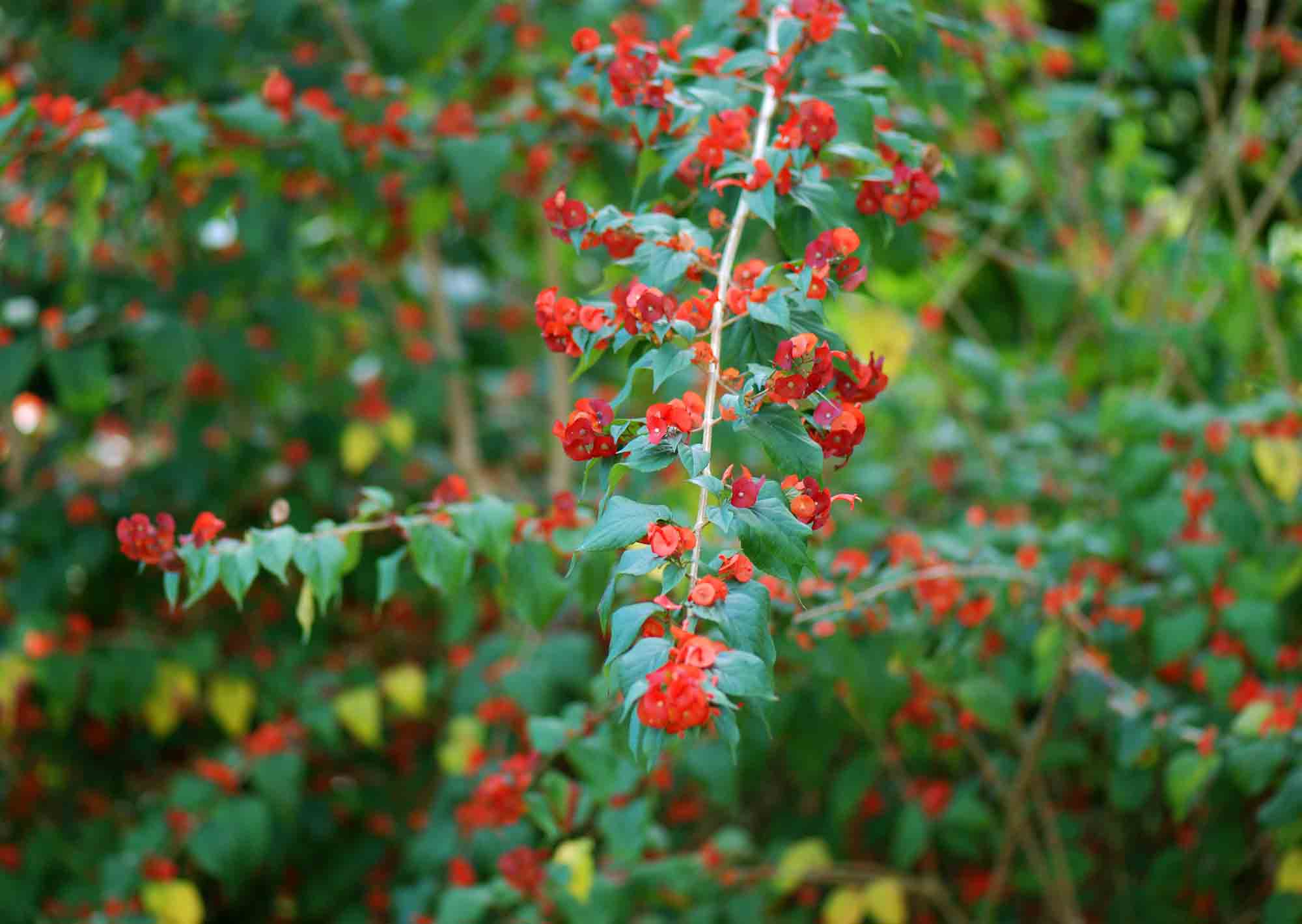 Holmskioldia krvavá