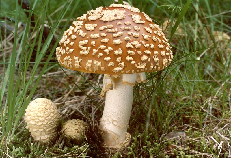 Muchomůrka královská