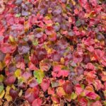 Crimson,Glory,Vine,Showing,Autumn,Colours,(vitis,Coignetiae),Cl