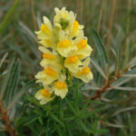 1_Linaria-vulgaris