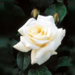 1ba30337485c17db802539931c7a93e1_3cc625a5-016a-4b70-97f5-43a88356008c.jpg