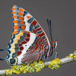 2-Charaxes-jasius-©-Adam-Gor-1.jpg