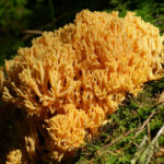 2012-09-03_Ramaria_aurea_crop