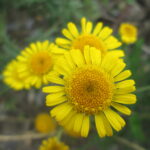 20180615Glebionis_segetum2