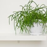 2048×1365-Succulents-for-shade-GettyImages-1131754536-fb94b1a