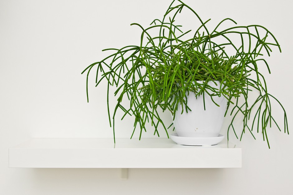 Rhipsalis bobulnatá