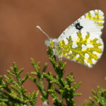 Euchloe ausonia