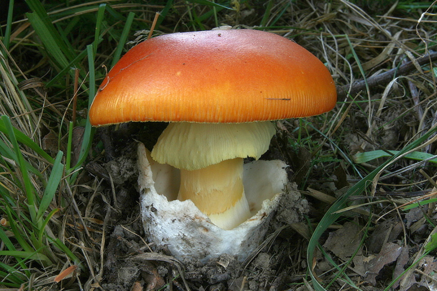 Muchomůrka císařka