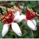 2340_acca-sellowiana–feijoa-sellowiana–longwood-gardens-dsc01211.jpg
