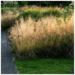 2388_deschampsia-caespitosa-goldschleier2.jpg