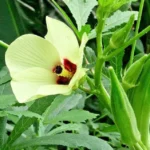 250-250-green-okra-2256-klarkee-original-imagbt8juzu7jjrm.jpeg