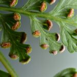 2560px-Culcita_macrocarpa_(15884164892)