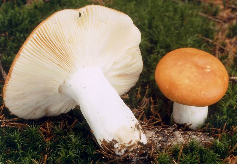 Holubinka odbarvená