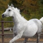 260221-shagya-arabian