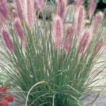 27848_pennisetum-alopecuroides-red-head-dochan–vousatec.jpg