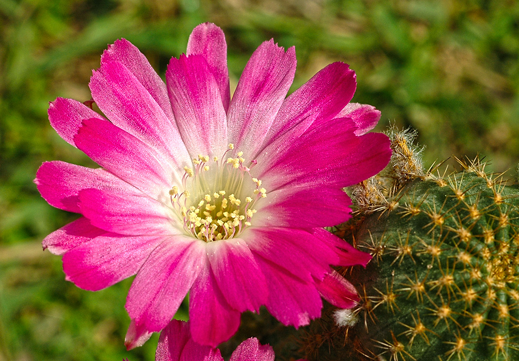 Echinopsis hauscha