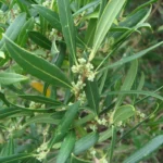 2907-2_phillyrea-angustifolia-3.jpg