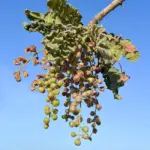 2_ramo_con_foglie_e_frutti_a_diverso_stadi_di_maturazione._sono_capsule_di_circa_1_cm_contenenti_3-5_semi.jpg
