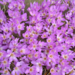 3020-gallery_main-fhrby