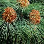 33-3-Pinus-canariensis-scaled-1100×800