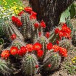 33263539190494331427-thumbnail-15760251-kaktus-echinocereus-coccineus-semena-001