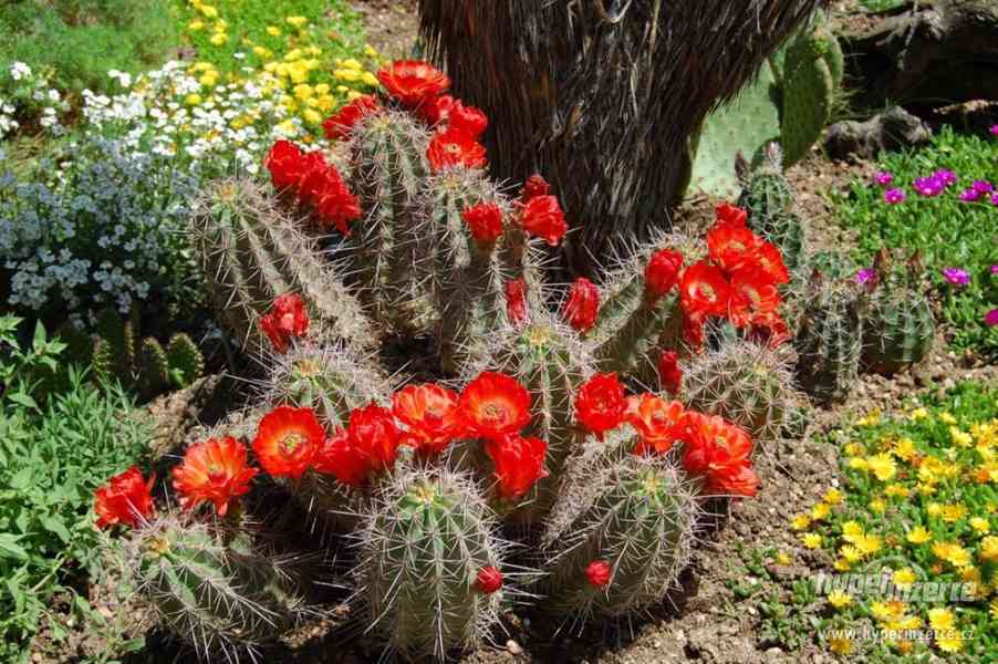 Echinocereus