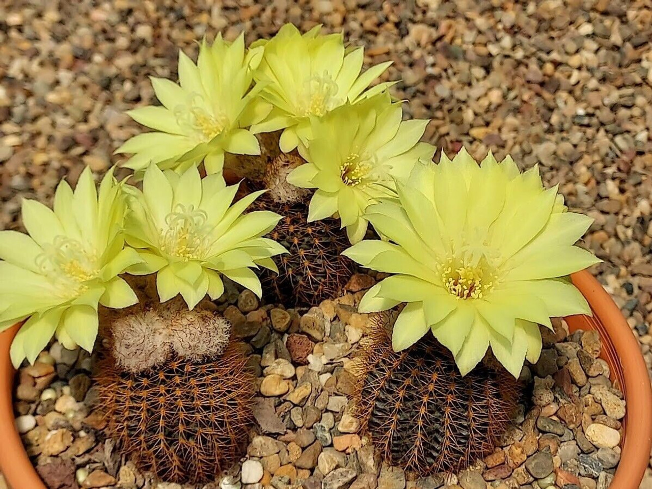 Frailea