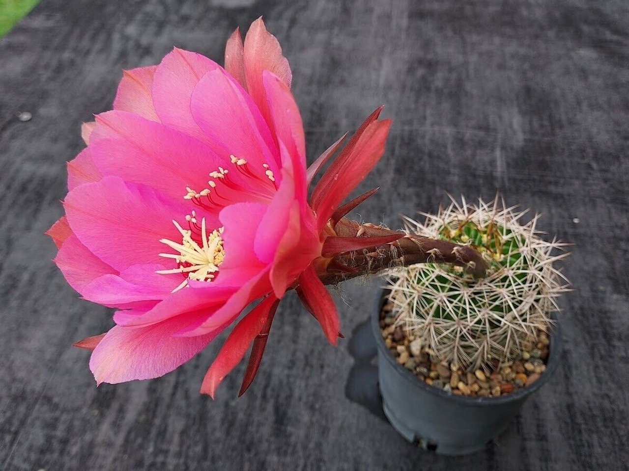 Echinopsis mamillosa
