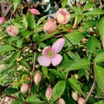 35836-clematis-montana-rubens-240411084944-1-