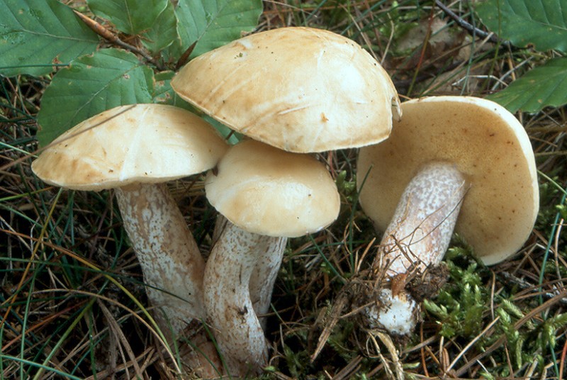Klouzek bílý