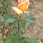36902-apricot-silk1