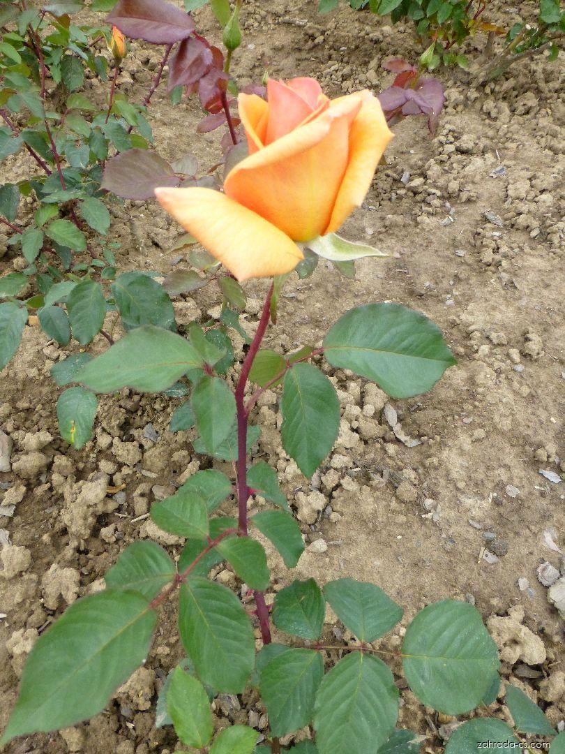 Růže kultivar ´sun silk´