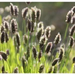 3703_sesleria-heufleriana.jpg