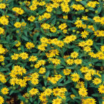 Sanvitálie plazivá 38137Jz